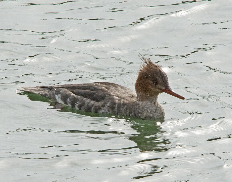e0331427_920588.jpg