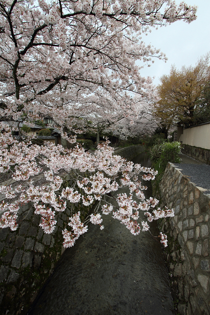 桜の南禅寺・哲学の路 －哲学の路（前編）－_b0169330_734496.jpg