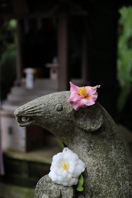 桜の南禅寺・哲学の路 －哲学の路（前編）－_b0169330_7462585.jpg