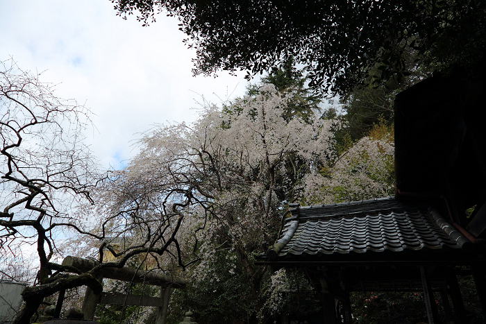 桜の南禅寺・哲学の路 －哲学の路（前編）－_b0169330_747183.jpg