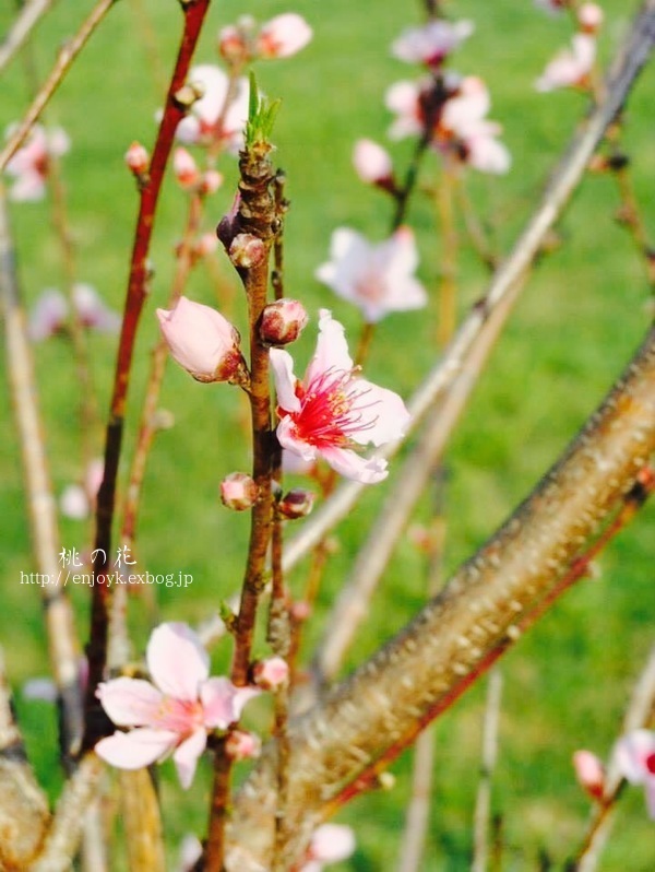 春野菜＊菜の花と新じゃがのアンチョビ風味&桃の花_d0269832_10341651.jpeg