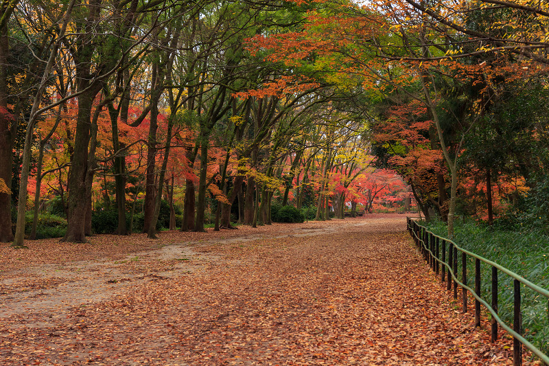 Finale!京都の紅葉2015・糺の森_f0155048_23421254.jpg