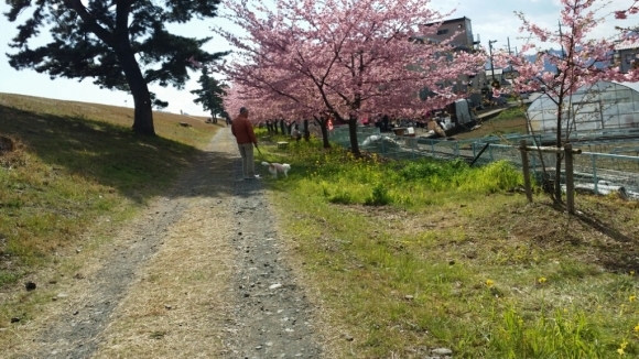 美和桜_f0046854_15370269.jpg