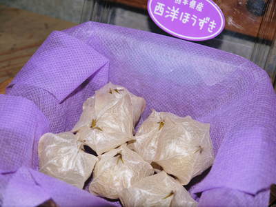 西洋ほうずきの販売に向けて! その1 栽培地を現地取材!惜しまぬ手間ひま!!_a0254656_18433841.jpg