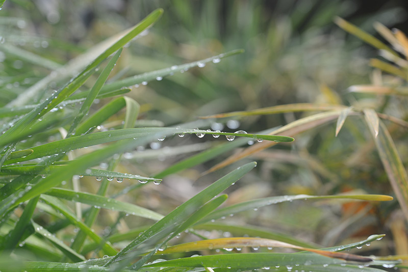 雨あがり　　　－その６・最終－_b0031558_01112832.jpg