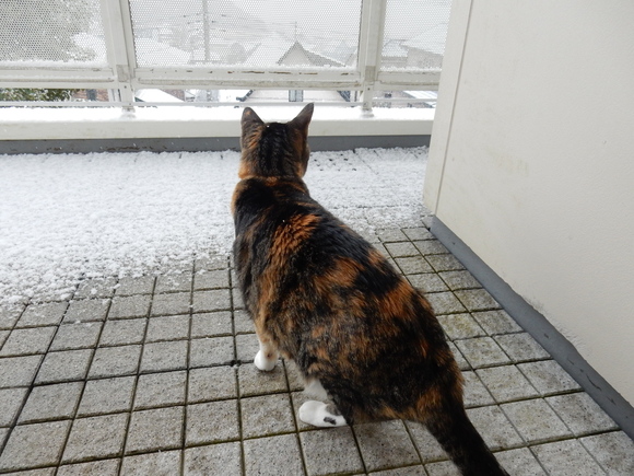 ’16,2,25(木)あたり一面の雪景色です!_f0060461_831254.jpg