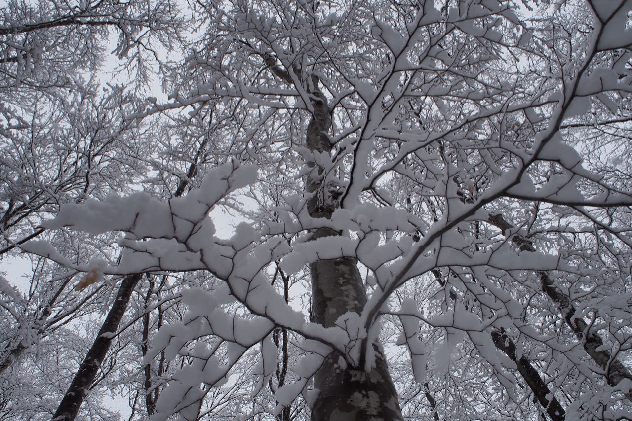 新雪のブナの森_a0025576_10530639.jpg