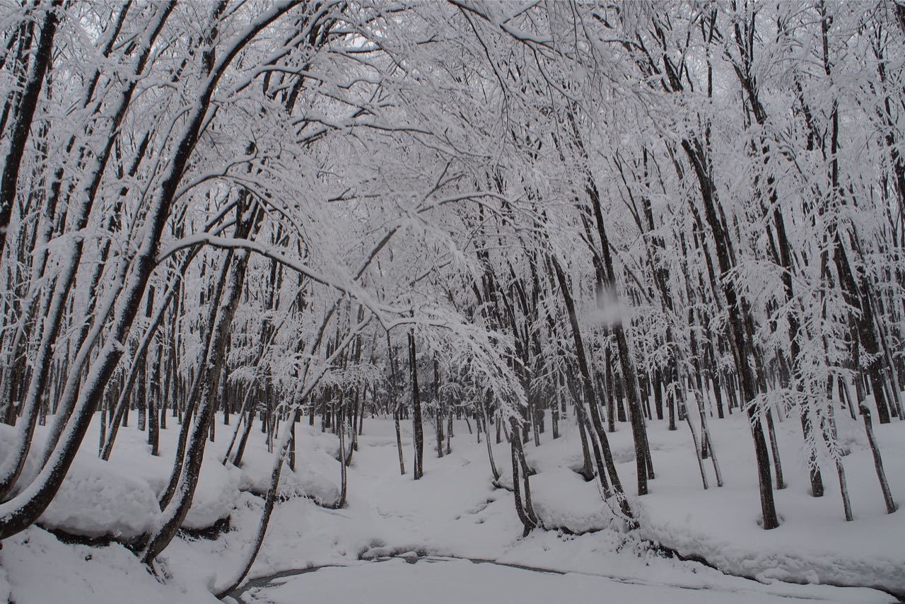 新雪のブナの森_a0025576_10531545.jpg