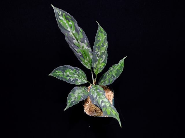 Aglaonema pictumMulti color Judy(14冬) from Sibolga timur【AZ0614-5】 :  ホシクサとクリプトコリネとカレーライスなお話