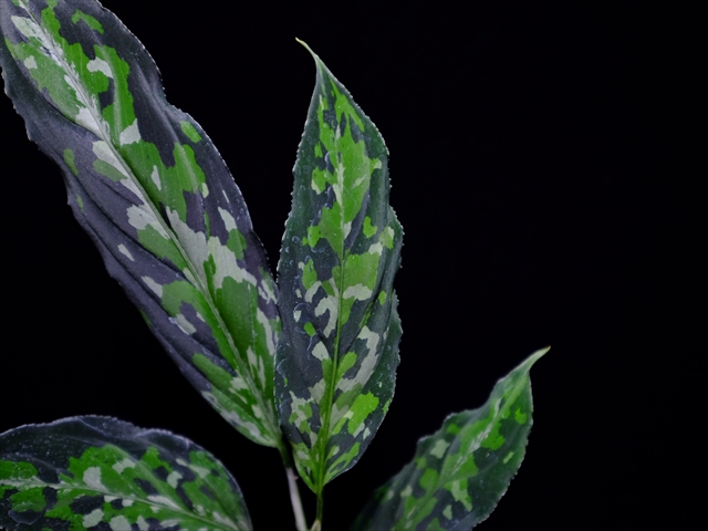 Yahoo!オークション - Aglaonema pictum ''ちゃんぷーる''HD