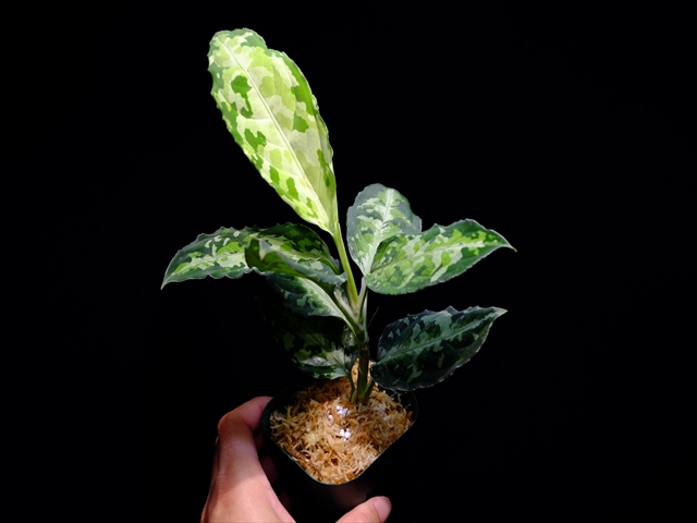 Aglaonema pictum\"@ichinbo Special\"from Sibolga timur【AZ0215-5】_a0067578_18551826.jpg