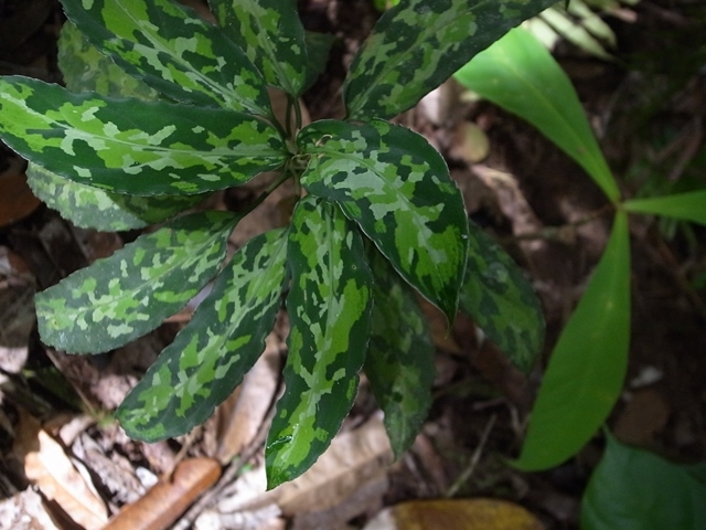 Aglaonema pictum\"Eva Multi\"BGW from Sibolga【AZ1014-2c】_a0067578_938624.jpg