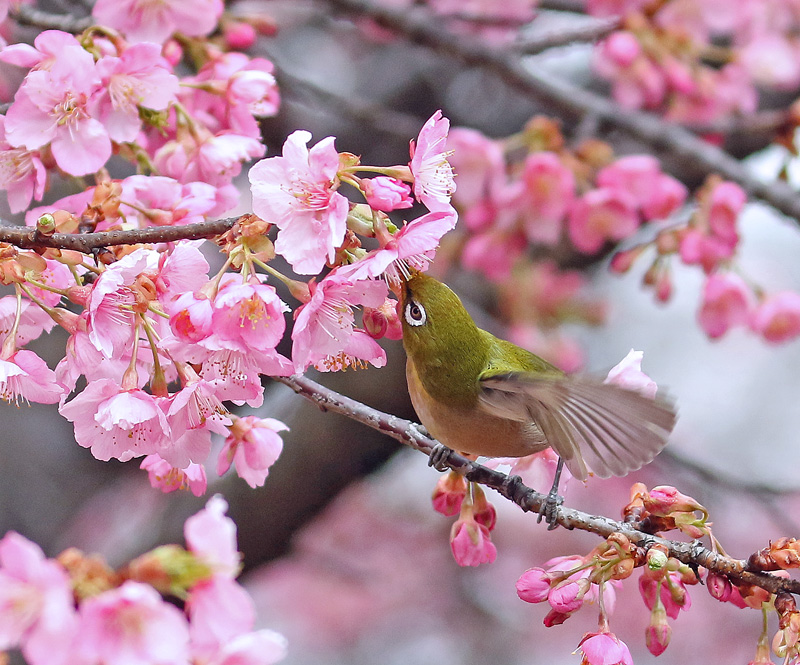 河津桜にメジロさん♪_d0195897_18223634.jpg