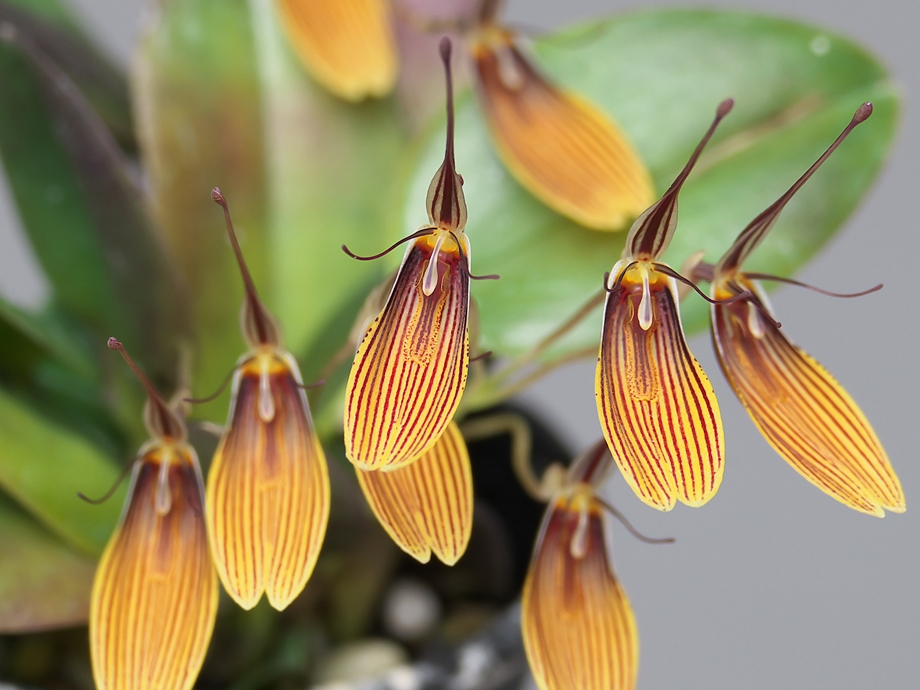 Restrepia brachypus その４_a0267399_2371166.jpg