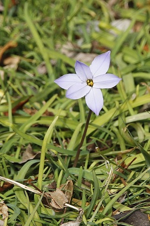 春に星形の花が咲くハナニラ 神戸布引ハーブ園 ハーブガイド ハーブ花ごよみ 春に星形の花が咲くハナニラ 神戸布引ハーブ園 ハーブガイド ハーブ花ごよみ