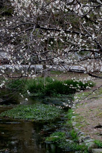 京都御苑 梅花満開_e0048413_21572851.jpg
