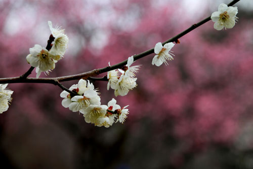 京都御苑 梅花満開_e0048413_21573831.jpg