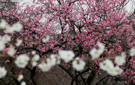京都御苑 梅花満開_e0048413_21574823.jpg