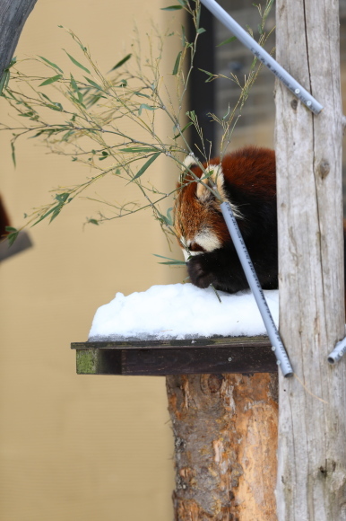 旭山動物園2/20③_d0348915_16514589.jpg