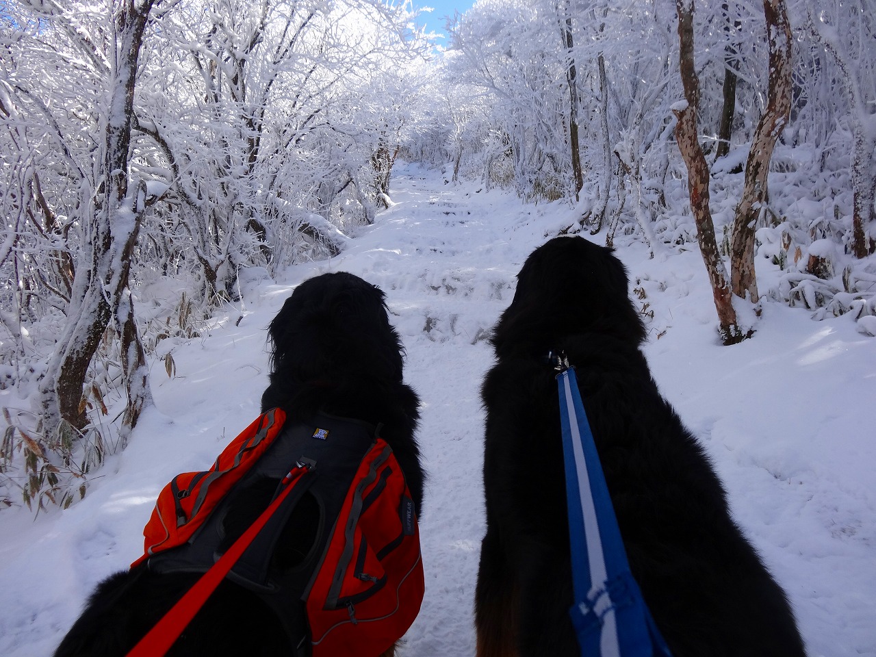 久住山登山_f0174419_1013011.jpg