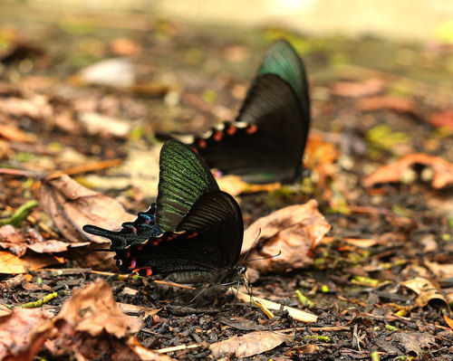 ヤエヤマカラスアゲハ Papilio junia _f0161823_20402589.jpg