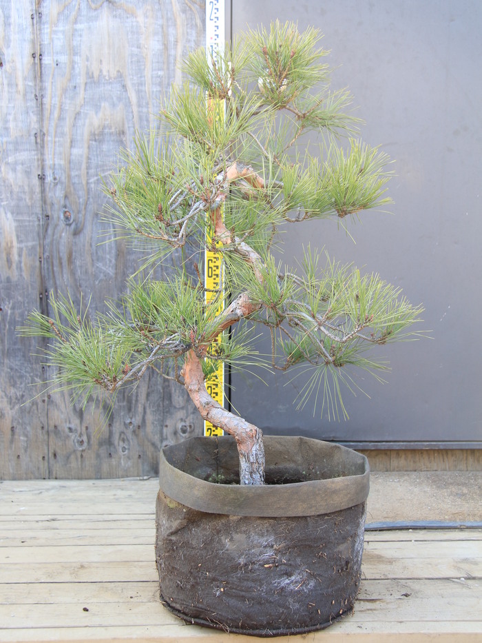 【引取り限定（埼玉）】天目松（テンモクショウ） 枝垂れ赤松 テンモクショウ 天目松 枝垂れ赤松 仕立物 極上品 販売 画像