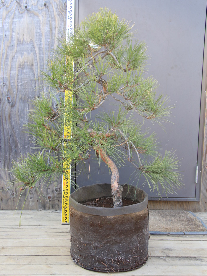 テンモクショウ 天目松 枝垂れ赤松 仕立物 稀品 販売 画像 写真