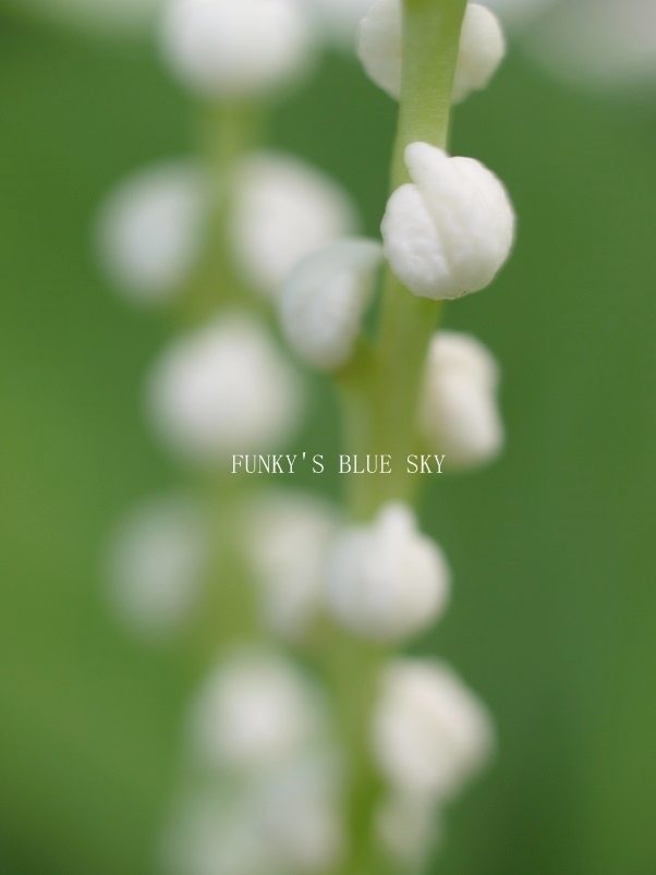 （去年の）白い花*_c0145250_15425862.jpg