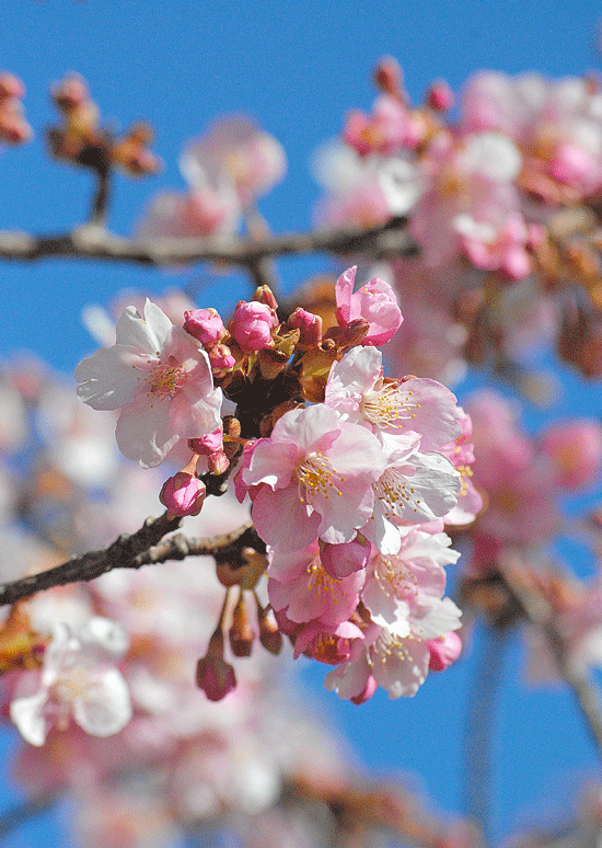 2月26日　2月にお花見♪_a0001354_011662.gif