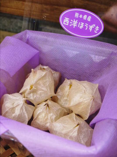 西洋ほうずきの販売に向けて! その2 収穫と天日干し_a0254656_1816970.jpg