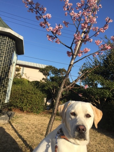 ウォルターと桜_d0326056_06292206.jpeg