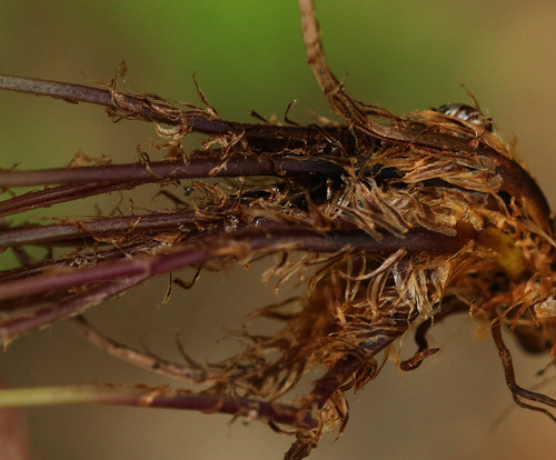 イワイヌワラビ Athyrium nikkoense _f0165160_744983.jpg