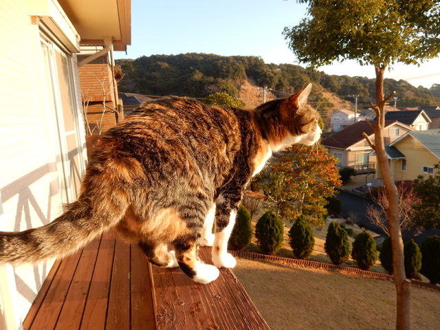 ’16,2,26(金)ミモザと猫と参鶏湯!_f0060461_9464851.jpg