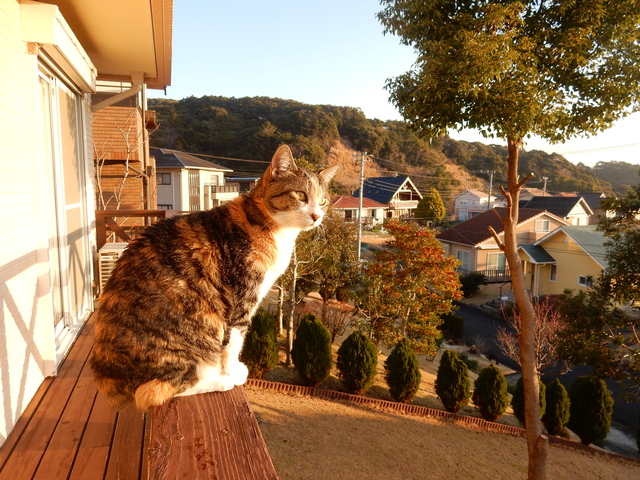 ’16,2,26(金)ミモザと猫と参鶏湯!_f0060461_947472.jpg