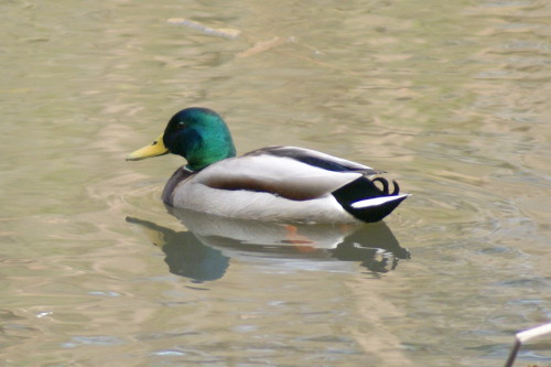 16年2月26日 マガモ とカルガモの見分け 小雀公園里山日記