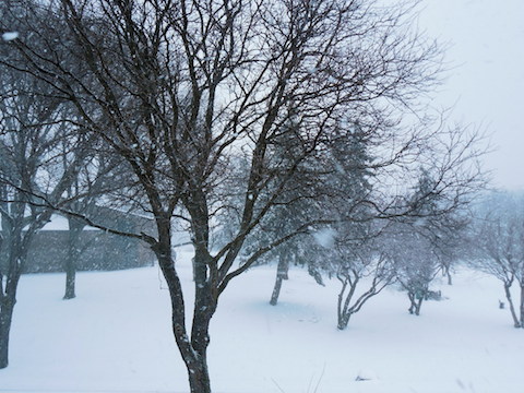 a0124077_10153612.jpg