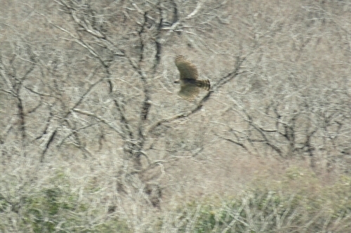 2016年2月25日撮影(ｸﾏﾀｶ)その1_e0357387_08332930.jpg