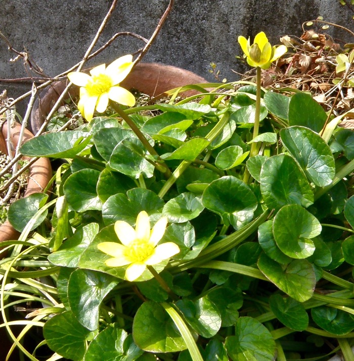 光沢のある花弁と葉 ヒメリュウキンカ 楽餓鬼