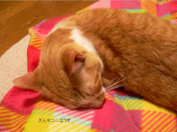 無理するから^^_a0333195_09303993.png
