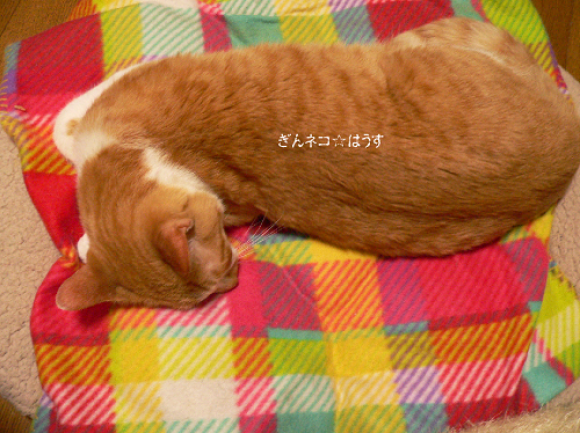 無理するから^^_a0333195_09314746.png