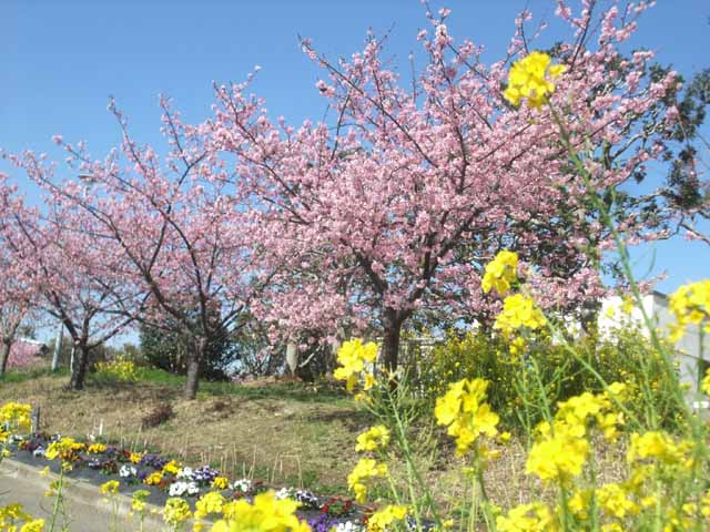 2016・２月２６日　　　2・26　　コミセンの河津桜・カレー汁 _c0342697_2348123.jpg