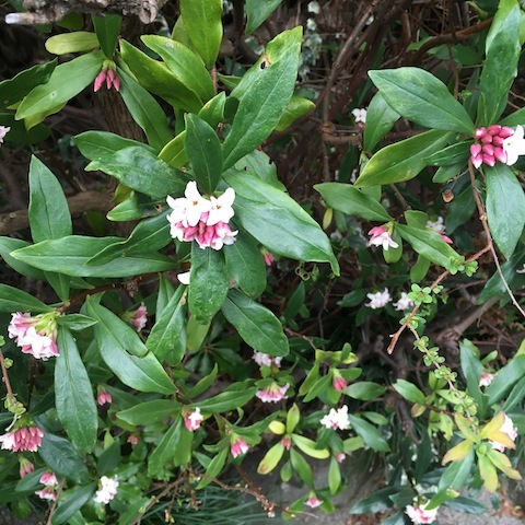 d0343297_09595034.jpeg