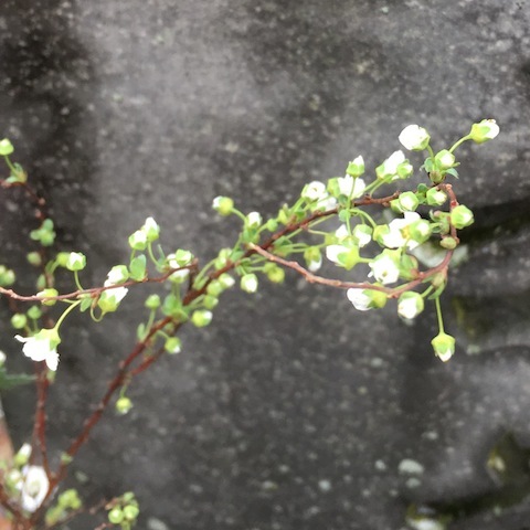 d0343297_09595035.jpeg