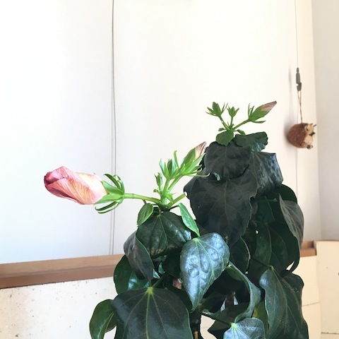 d0343297_09595098.jpeg