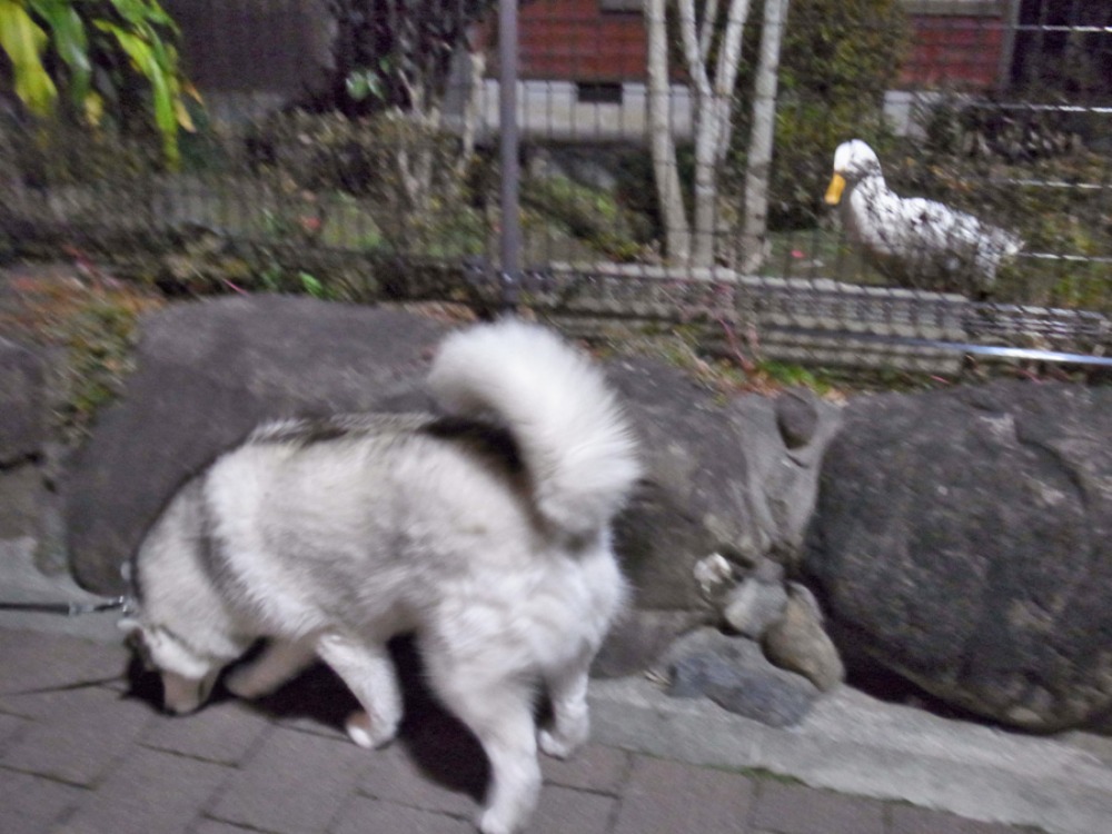 どんな顔? (*^_^*)_c0049299_22152321.jpg