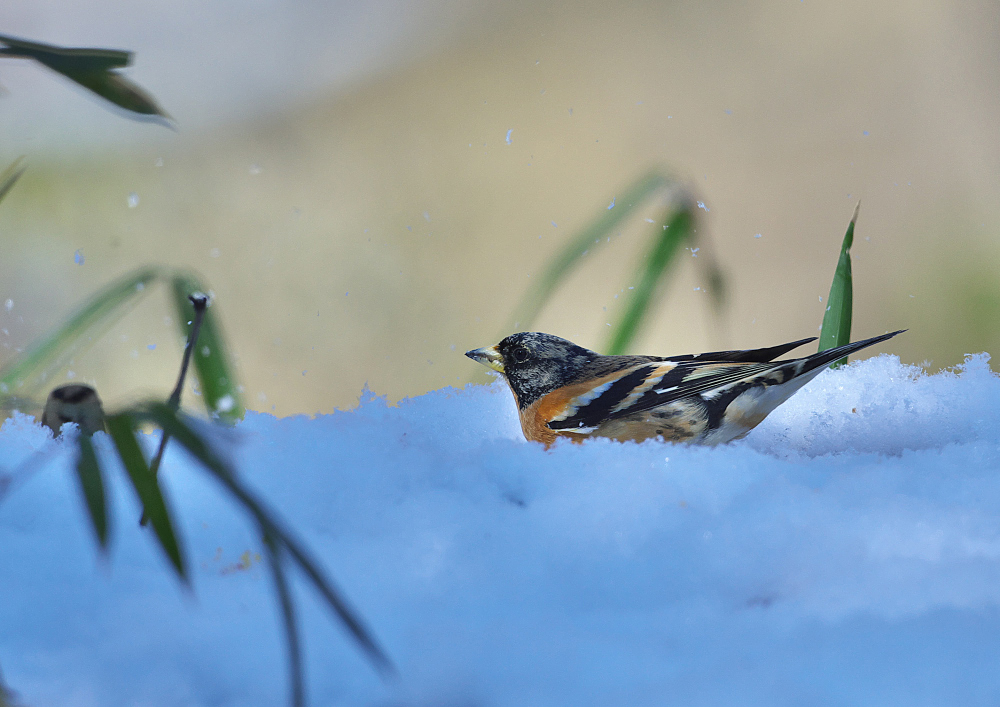 雪絡み「アトリ」_f0231403_188532.jpg