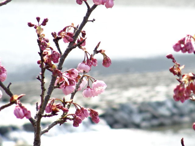 武丈公園のカンヒザクラ（寒緋桜）…2016/2/26_f0231709_1665455.jpg