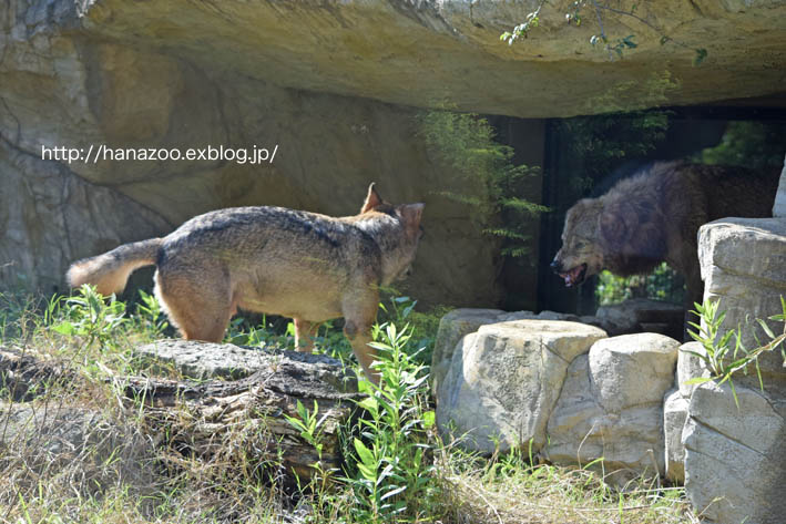 第二放飼場、展示開始！（2015/9/12）_b0245634_15592434.jpg