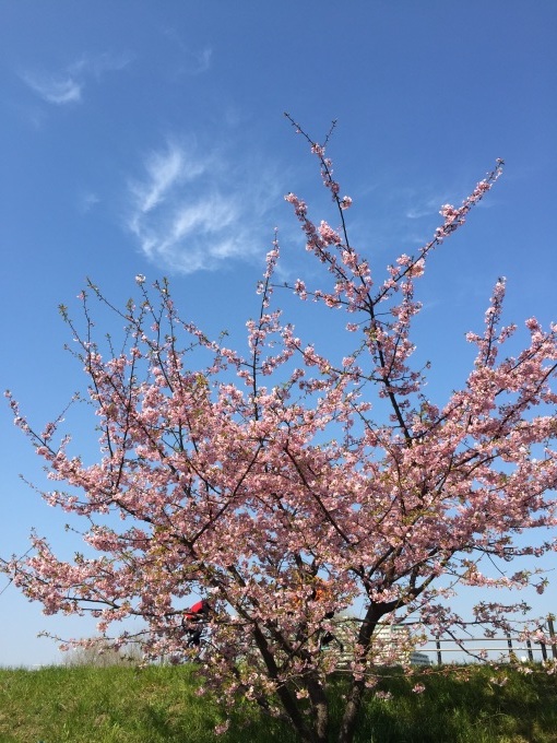 多摩川の桜_a0103940_13495052.jpg