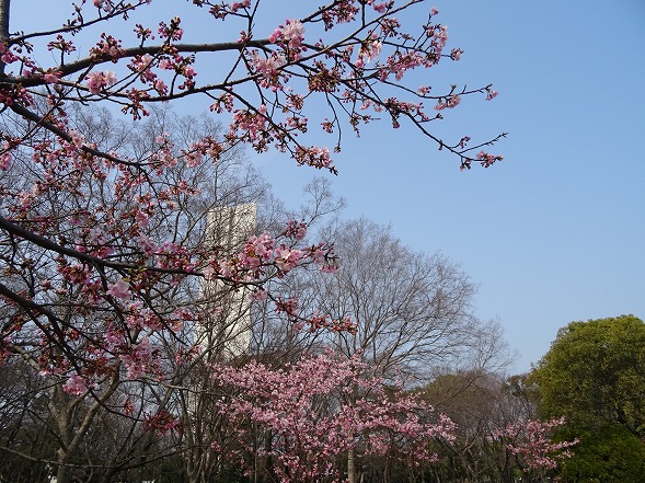 大仙公園の河津桜 彩の気まぐれ写真